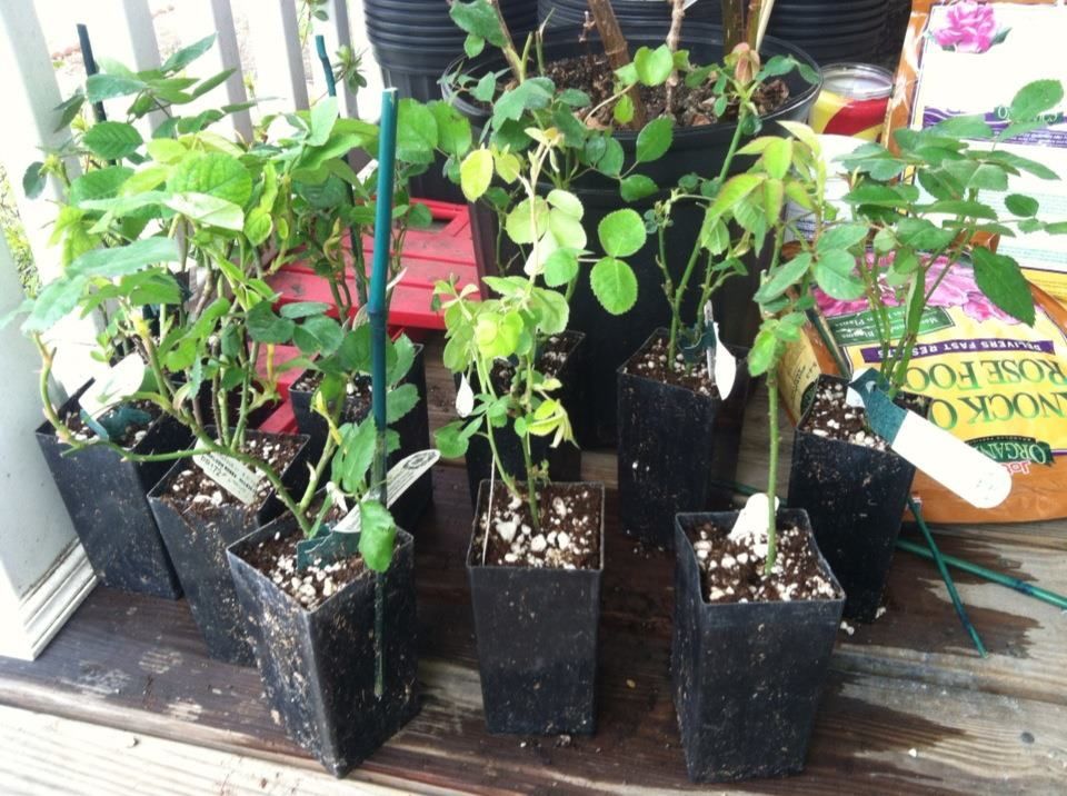 photo 1984_10151393692162285_883046997_n.jpg